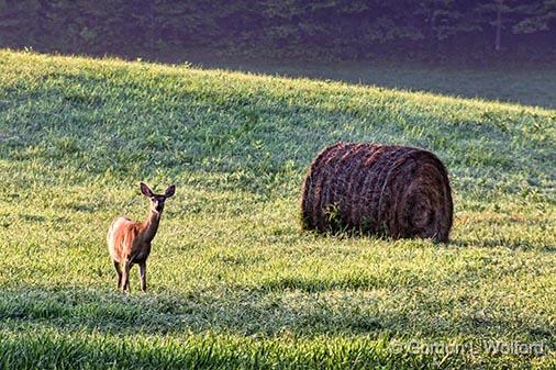 Deer & Bale_26266.jpg - Photographed near Westport, Ontario, Canada.